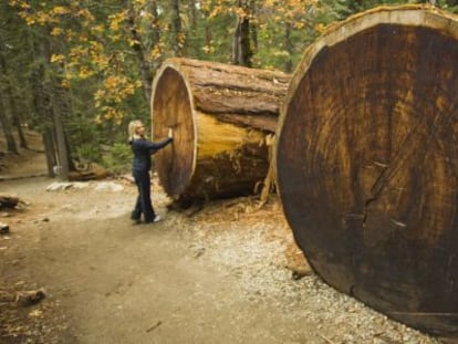 Una turista frente a los troncos ca&iacute;dos de dos secuoyas gigantes en California