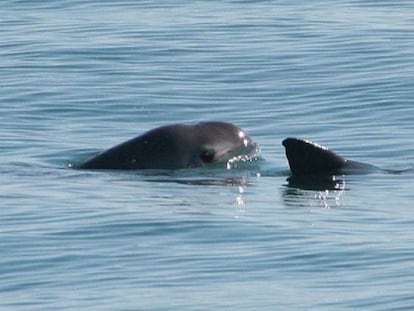 Dos vaquitas en un &aacute;rea protegida por el Gobierno mexicano.