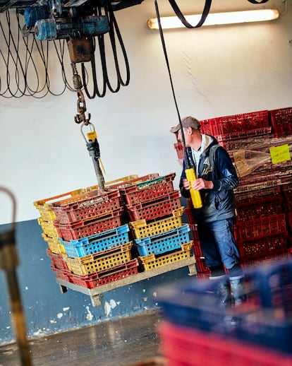 Cajas de ostras de la Ferme Marine dispuestas para la revisión final.