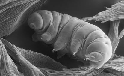 Los tardígrados se encuentran a menudo en musgos, donde comen células vegetales o pequeños invertebrados.