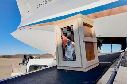 Una caja que contiene una cacata blanca descargada de un avin de carga ruso en el Aeropuerto Internacional de Pyongyang (Corea del Norte) luego de ser entregada como regalo del presidente ruso Vladmir Putin, el 20 de noviembre de 2024.