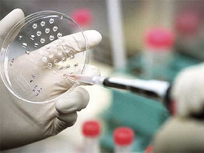 Manipulación de una placa de células madre en un laboratorio.