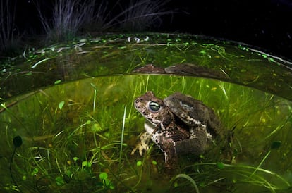 Amplexo de sapo corredor (Epiladea calamita) en una charca estacional de aguas muy poco profundas en Camorchos (Hoyo del Manzanares). Esta especie prefiere estas aguas para la puesta, ya que se calientan con el sol haciendo que el desarrollo de los renacuajos sea más rápido.