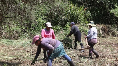 Las mujeres que lideran la restauración y protección de manglares en El Salvador