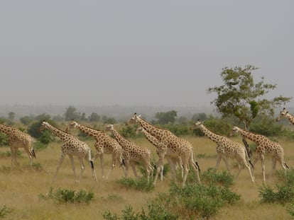 Manada de jirafas en la reserva natural de Kouré (Níger), en 2015.