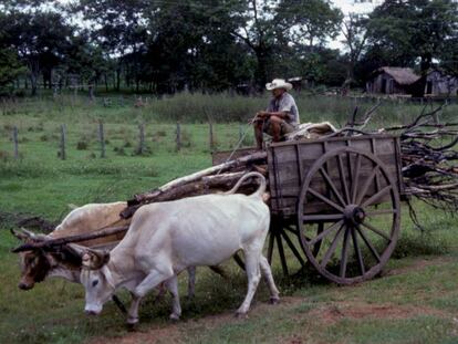 Un hombre conduce una carreta en Paraguay.