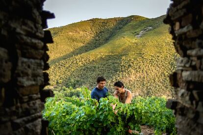 En El Bierzo nunca hubo grandes blancos. Gregory Pérez, un francés afincado en esta comarca, lo ha hecho posible. En la imagen, Pérez trabaja en sus viñas en San Juan de Carracedo junto a su mujer.