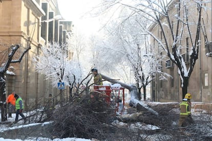 A downed tree in the Catalan city of Vic.