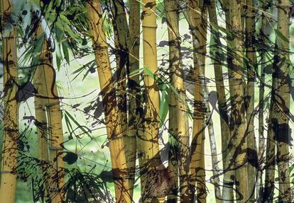 'Detrás de las cañas. Bambúes' es una de las fotografías de su serie sobre árboles, recogidas en el libro 'Arbor' (2008).