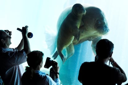 'Walrus Dyna' y su cría durante la presentación a la prensa en Hamburgo (Alemania).