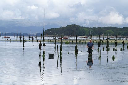 El río Ulla concede en bajamar una tregua a los mariscadores de Carril, en Vilagarcía de Arousa (Pontevedra).