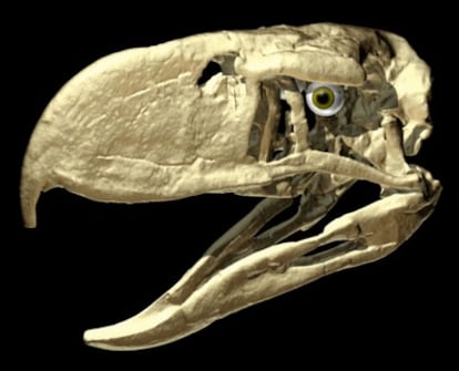 La terrorífica 'Andalgalornis', un ave no voladora extinta, que medía 1,4 metros y vivió hace seis millones de años en el territorio que actualmente constituye Argentina.