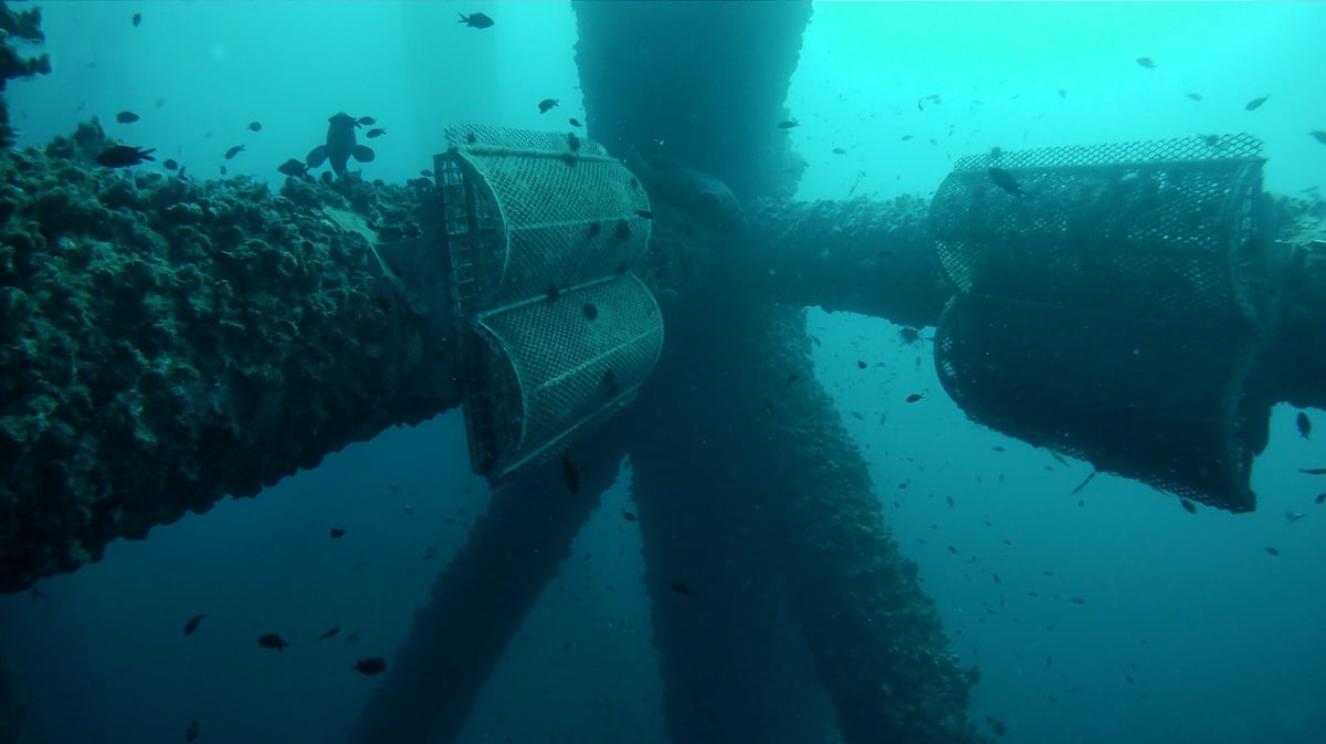 Ocean Ecostructures Recauda 3 Millones de Euros para Revolucionar la Restauración Marina a Nivel Global