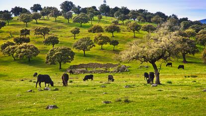 Paisaje de la dehesa extremeña, en la provincia de Cáceres, en febrero de 2023.