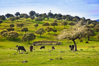 Paisaje de la dehesa extremeña, en la provincia de Cáceres, en febrero de 2023.