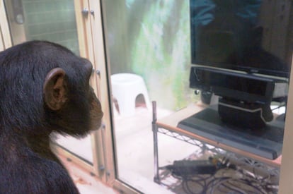 One of the chimpanzees at the Kumamoto sanctuary (Japan) who participated in the experiments. 