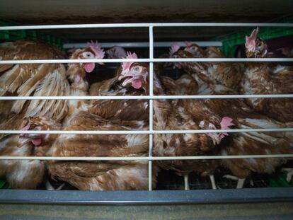 Una jaula de gallinas ponedoras en España.