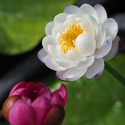 Las flores del nenúfar australiano 'Mekkala' cambian de color del blanco al fucsia con el paso de los días.