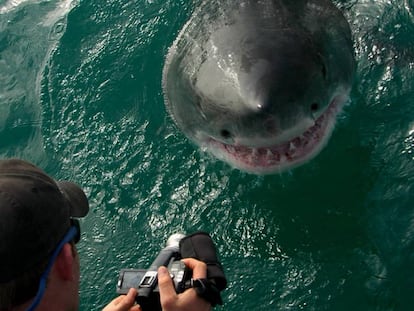 Un turista fotograf&iacute;a un tibur&oacute;n blanco en la costa de Baja California, M&eacute;xico.