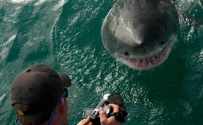 Un turista fotograf&iacute;a un tibur&oacute;n blanco en la costa de Baja California, M&eacute;xico.
