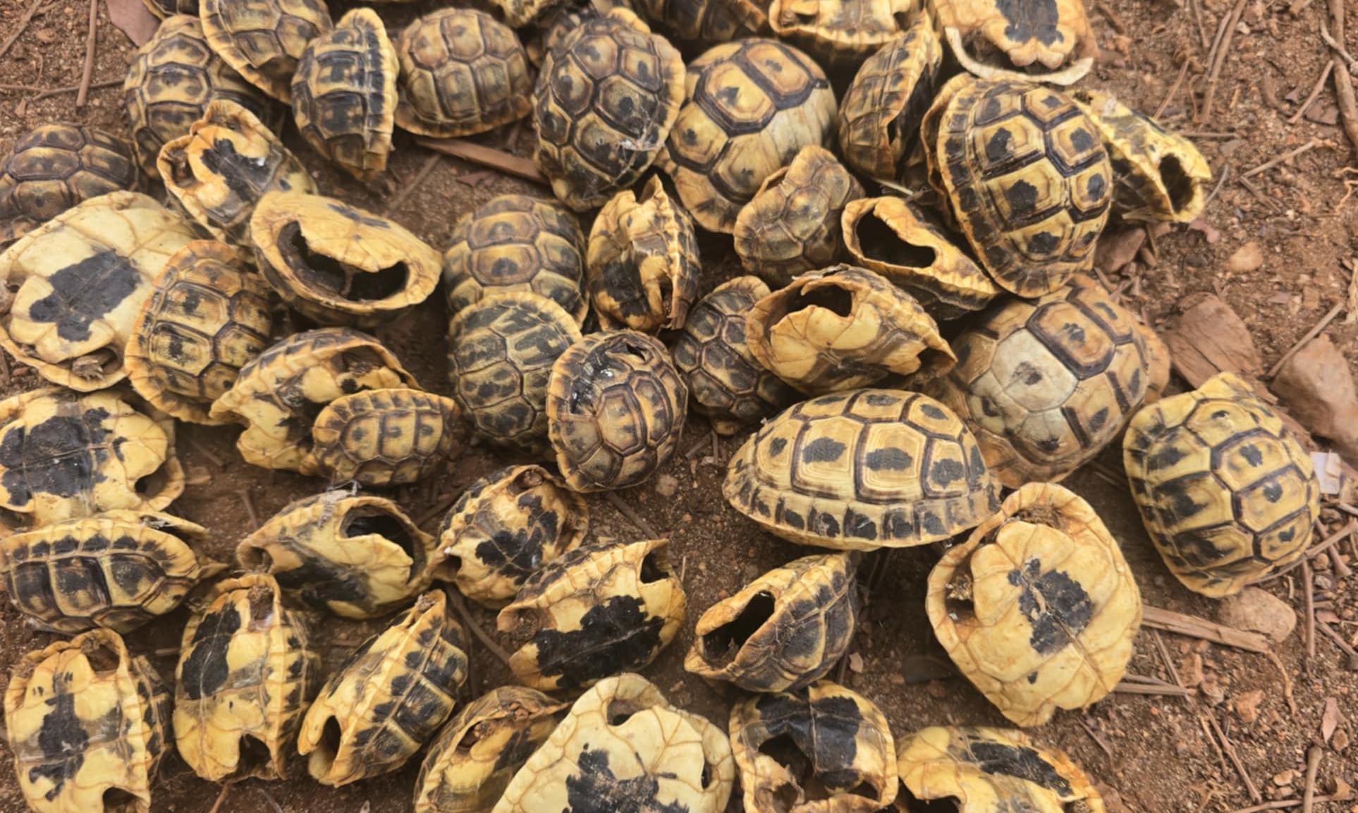 Tortugas egipcias cazadas por cuervos en Shahat, en una fotografía tomada en agosto de 2025.