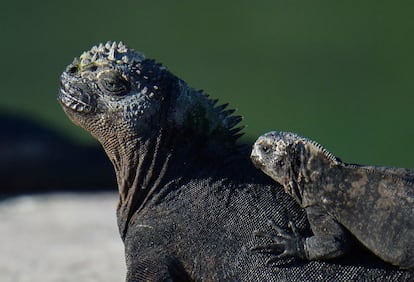 Das atividades de pesquisa planejadas para 2020, 60% foram suspensas e 40% dos projetos de investigação que tinham permissão do Parque Nacional Galápagos foram executados.