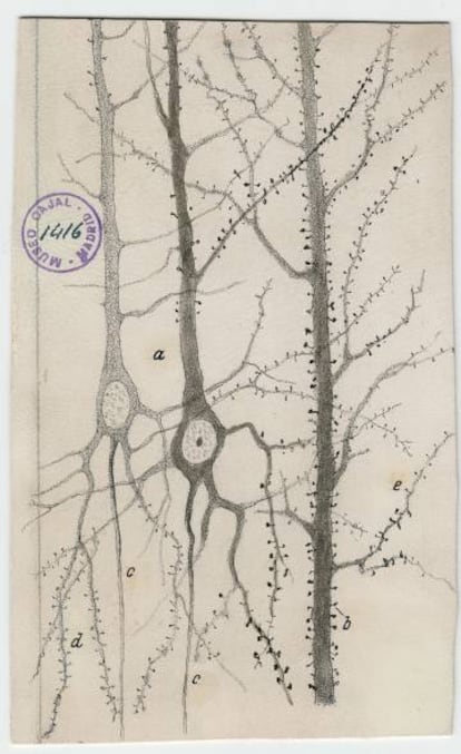 Dendritas de las neuronas piramidales del córtex cerebral del conejo. Dibujo de Ramón y Cajal.