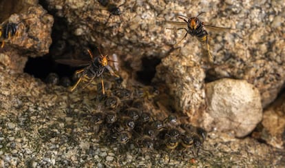 Avispas asiáticas atacan una colmena de abejas en A Coruña.