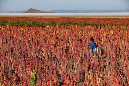 Plantação de quinoa no povoado boliviano de Jirira. Sua capacidade de adaptação permite com que ela cresça tanto em solos secos como úmidos.