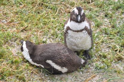 Pingüinos africanos en Boulders.