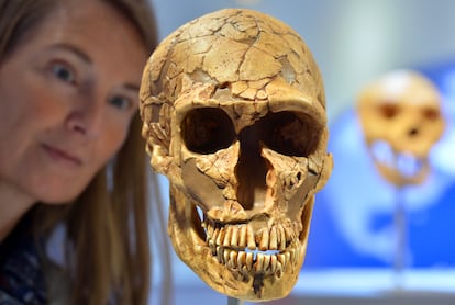 La educadora  Sabine Liener-Kraft observa el cráneo de un neandertal en el Arqueológico Museo Estatal de Chemnitz, Alemania.