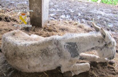 Uno de los animales de la explotación de los palacios.