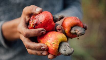 Anacardo, el superalimento de las mujeres de Koulikoro 