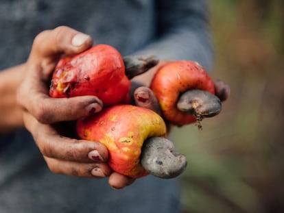 Anacardo, el superalimento de las mujeres de Koulikoro 