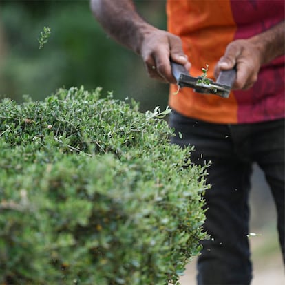 Un hombre podando las plantas con unas tijeras