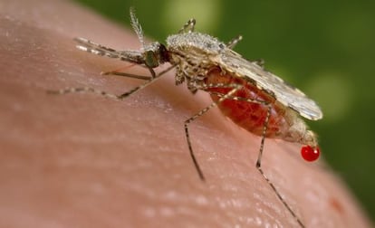 Mosquito Anopheles, el vector del parásito de la malaria.