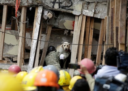 Un perro rescatador y su entrenador trabajan en un edificio de la escuela Enrique Rebsamen durante la búsqueda de supervivientes tras el terremoto, el 21 de septiembre de 2017.  