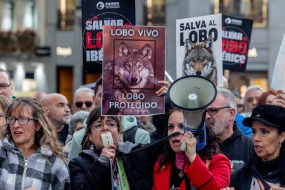 Concentración contra la caza del lobo en la plaza de Callao (Madrid), el 5 de abril 2025.