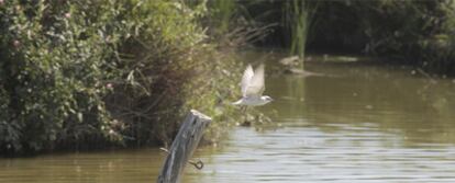 L&#39;albufera ha vuelto a los tiempos anteriores a la etapa industrial y a los vertidos descontrolados que tanto han castigado al lago