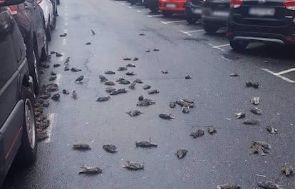 Estorninos muertos sobre el asfalto en Caranza.