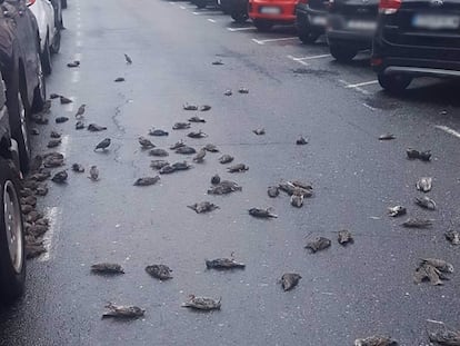 Estorninos muertos sobre el asfalto en Caranza.