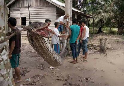 Un grupo de hombres inspecciona el cadáver de una pitón de 7 metros de longitud sacrificada tras atacar y herir a un hombre en Batang Gansal (Indonesia). Después, la cocinaron y se dieron un banquete con su carne.