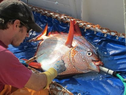 Los investigadores colocaron sensores t&eacute;rmicos en el interior y exterior de los peces para medir su temperatura antes y despu&eacute;s de su liberaci&oacute;n.