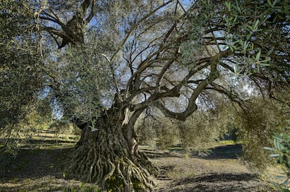 Paisaje del olivar de Andalucía