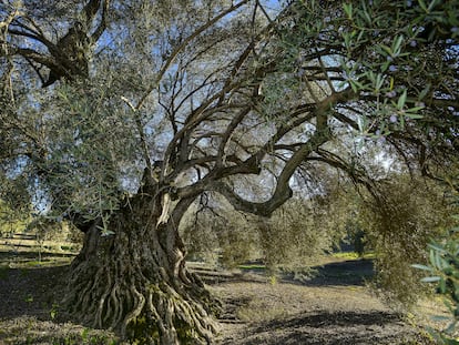 Vista de un olivar centenario de Jaén.