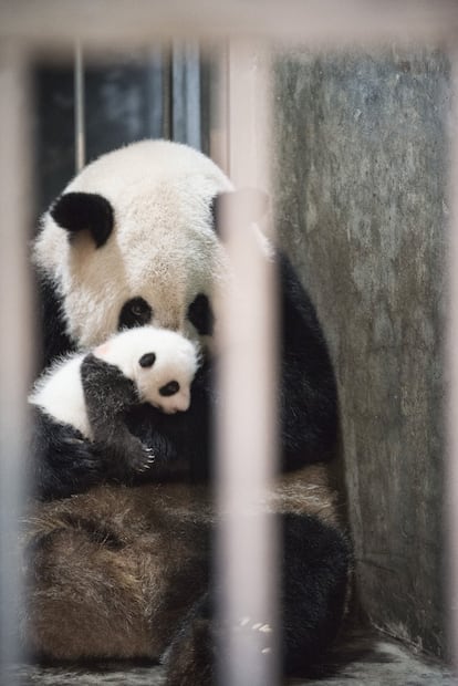 Una osa adulta protege a su cría de la mirada de extraños. Ese momento en el que están juntas es uno de los más críticos que se viven en el Centro de Investigación y Reproducción de Chengdu.