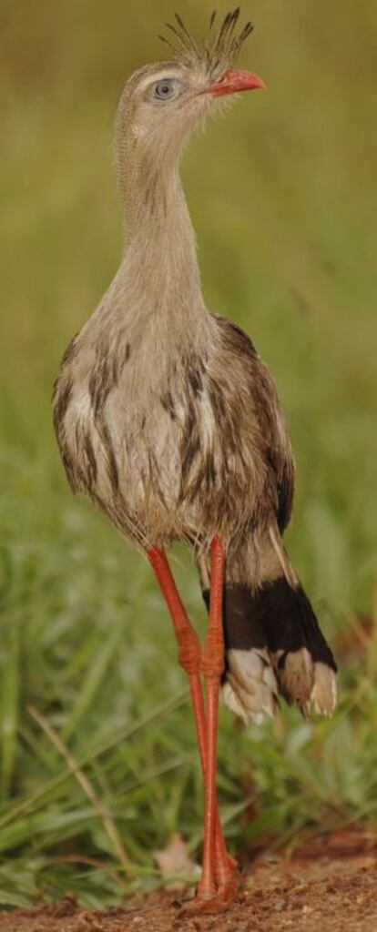 A seriema (Cariama cristata) pertence a uma das linhagens mais antigas e procede da América do Sul.