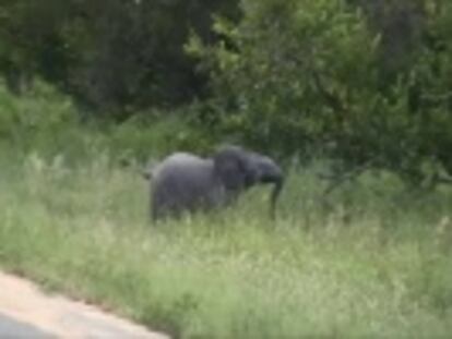 Una pareja de turistas logra captar unas divertidas imágenes que muestran al animal en plena actividad