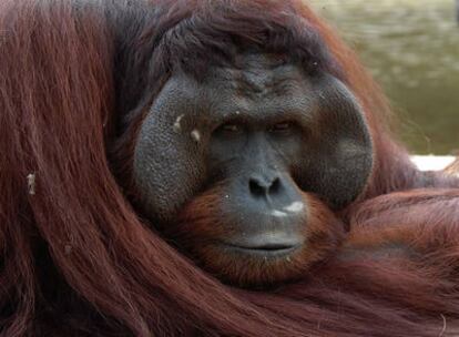Un orangutan macho de Sumatra, considerado en peligro crítico de extinción