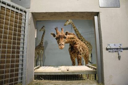 Una jirafa se asoma por la venta de una jaula del zoo de Vicennes en París (Francia).